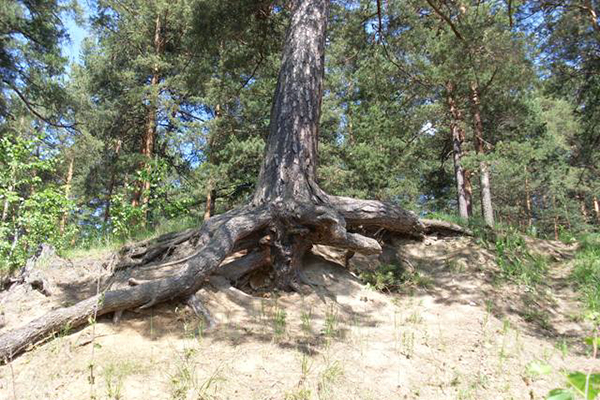 Výrobky z koreňa borovice